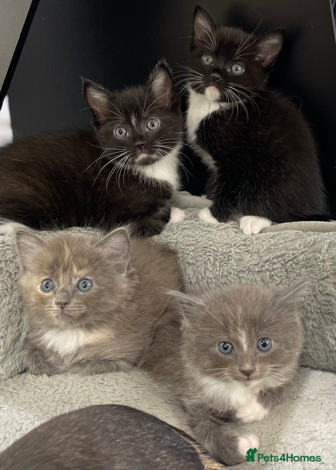 Ragdoll cats for sale: Lovely, healthy, playful, ragdoll cross kittens - Image 6