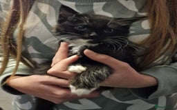 Mixed Breed cats for sale: Ragdoll cross - Image 6