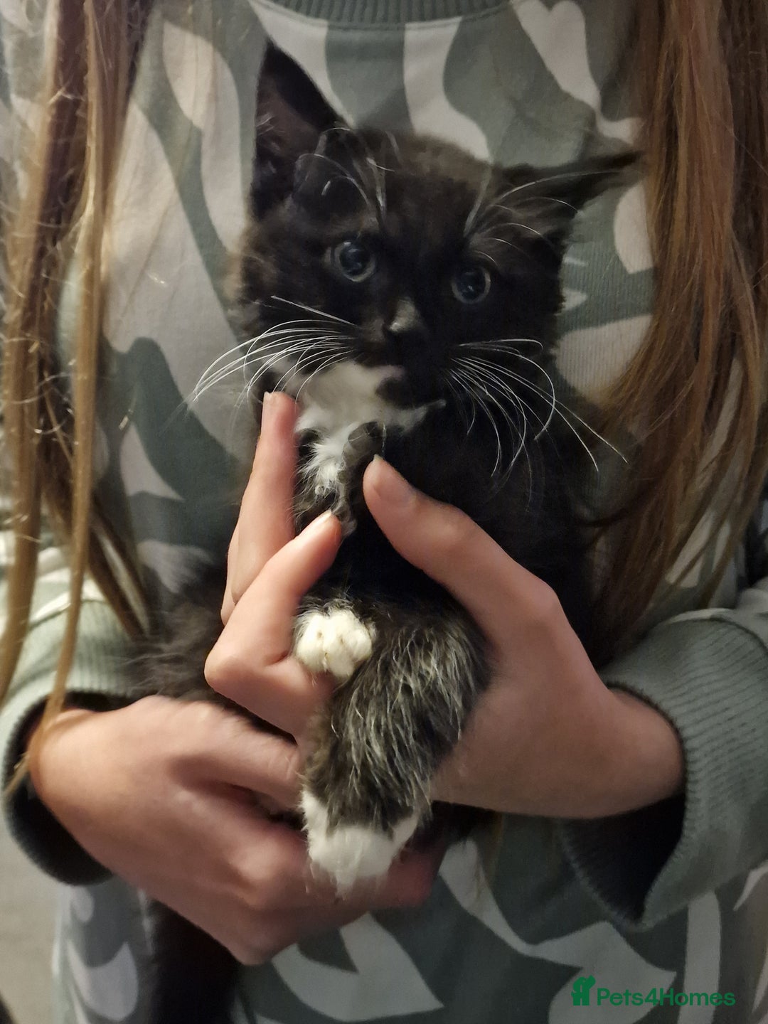 Mixed Breed cats for sale: Ragdoll cross - Image 6