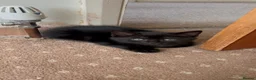 Mixed Breed cats for sale: Black kittens in Kingswinford - Advert 5