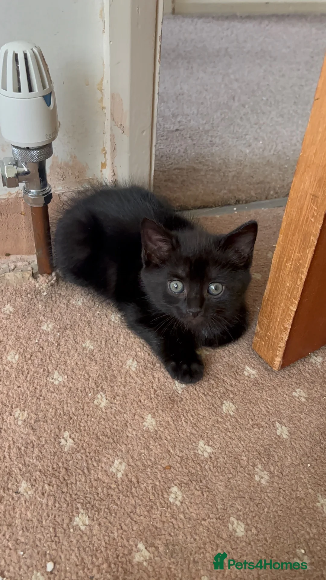 Mixed Breed cats for sale: Black kittens in Kingswinford - Advert 5