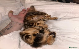 Bengal cats for sale: Two remaining kittens  - Image 2