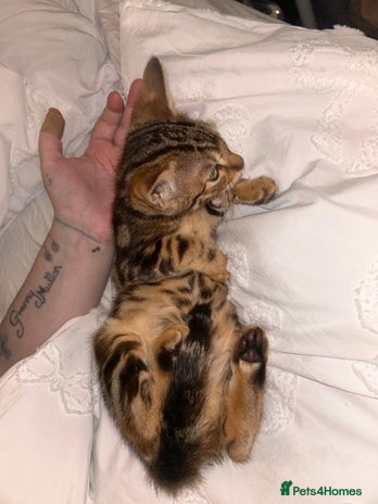 Bengal cats - Advert 2