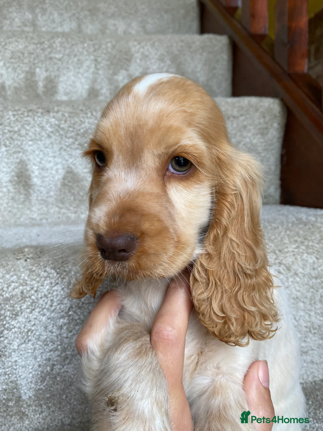 Cocker Spaniel dogs for stud: Stunning Proven Chocolate Sable for Stud in Doncaster - Advert 7