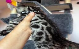 Bengal cats for sale: 🐆✨[REDUCED TO CLEAR!!] LAST THREE PURE BENGAL’S❤️ - Image 8