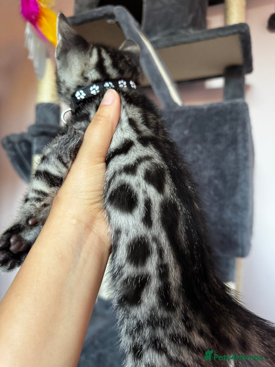 Bengal cats for sale: 🐆✨[REDUCED TO CLEAR!!] LAST THREE PURE BENGAL’S❤️ - Image 8