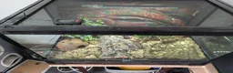 Toad reptiles for sale: 3 Moroccan toads and set up - Advert 2