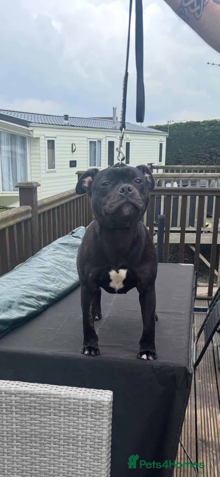 Staffordshire Bull Terrier dogs Staffordshire Bull Terrier puppy dog  - Advert 1