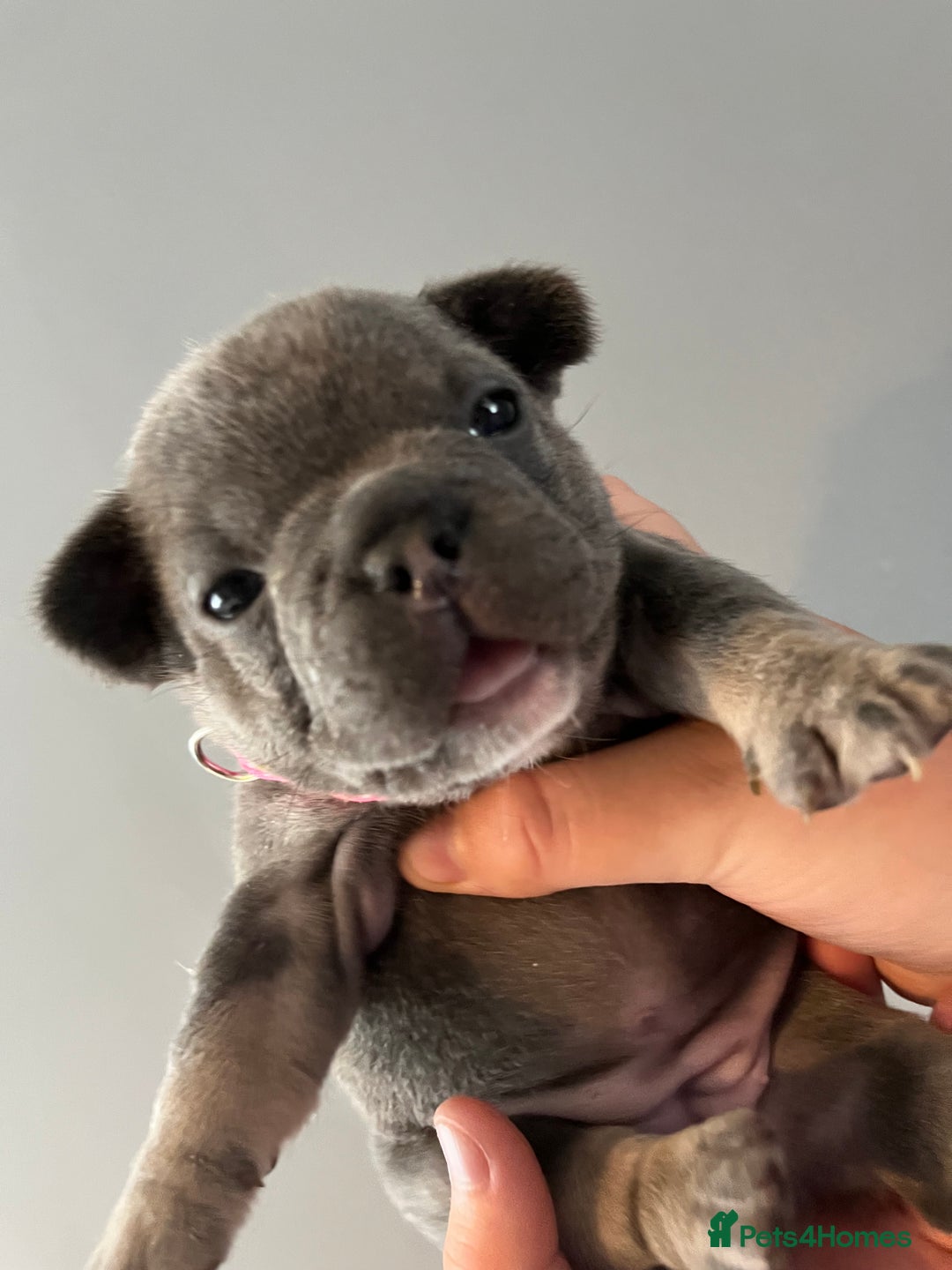 French Bulldog dogs for sale: Blue /tan Frenchbull dog - Image 9
