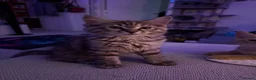 Siberian cats for sale: Beautiful Mix Siberian Kitten - Advert 12