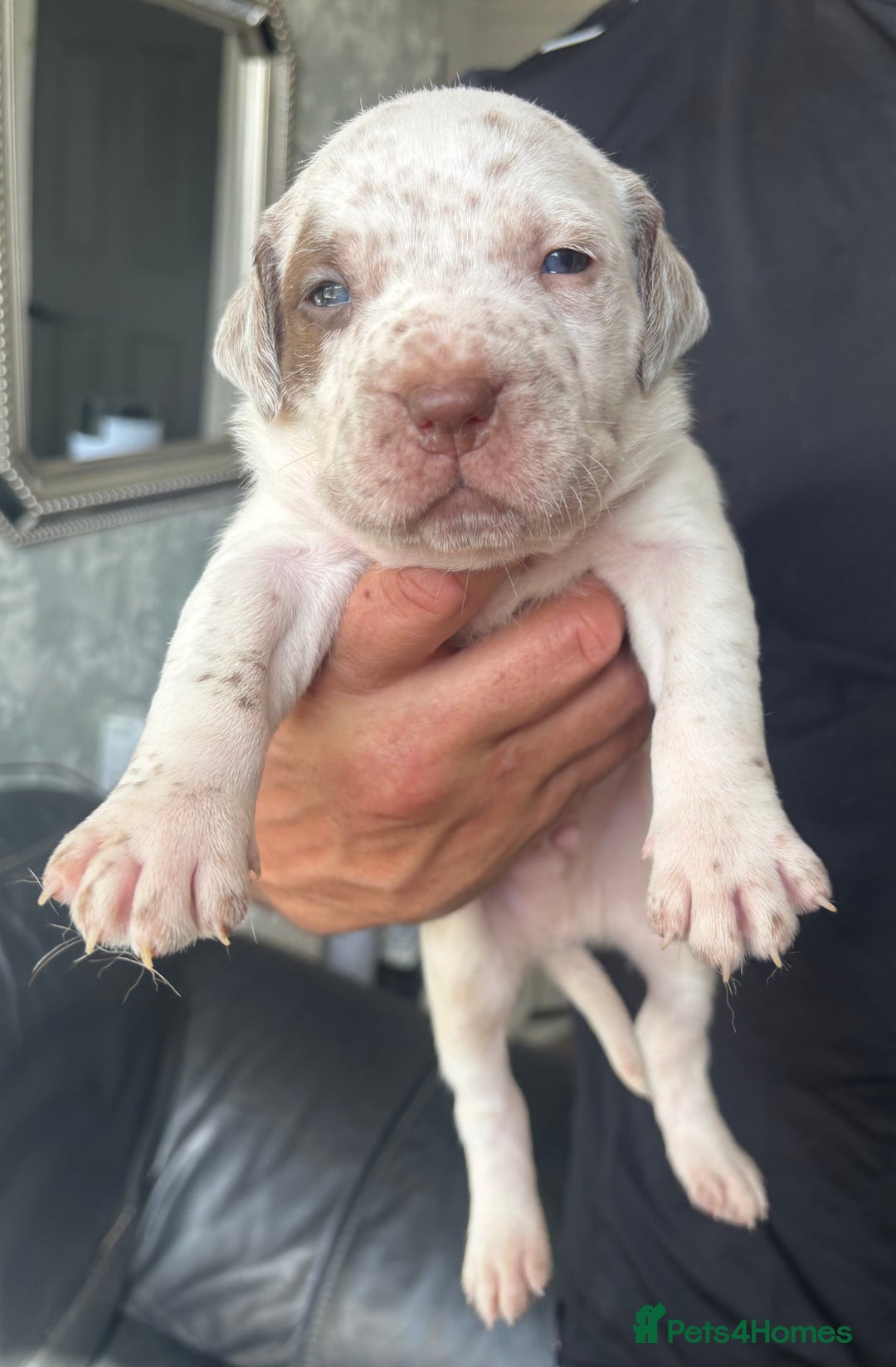 American Bull Staffy dogs for sale: 8 beautiful Amstaff puppies - Image 20