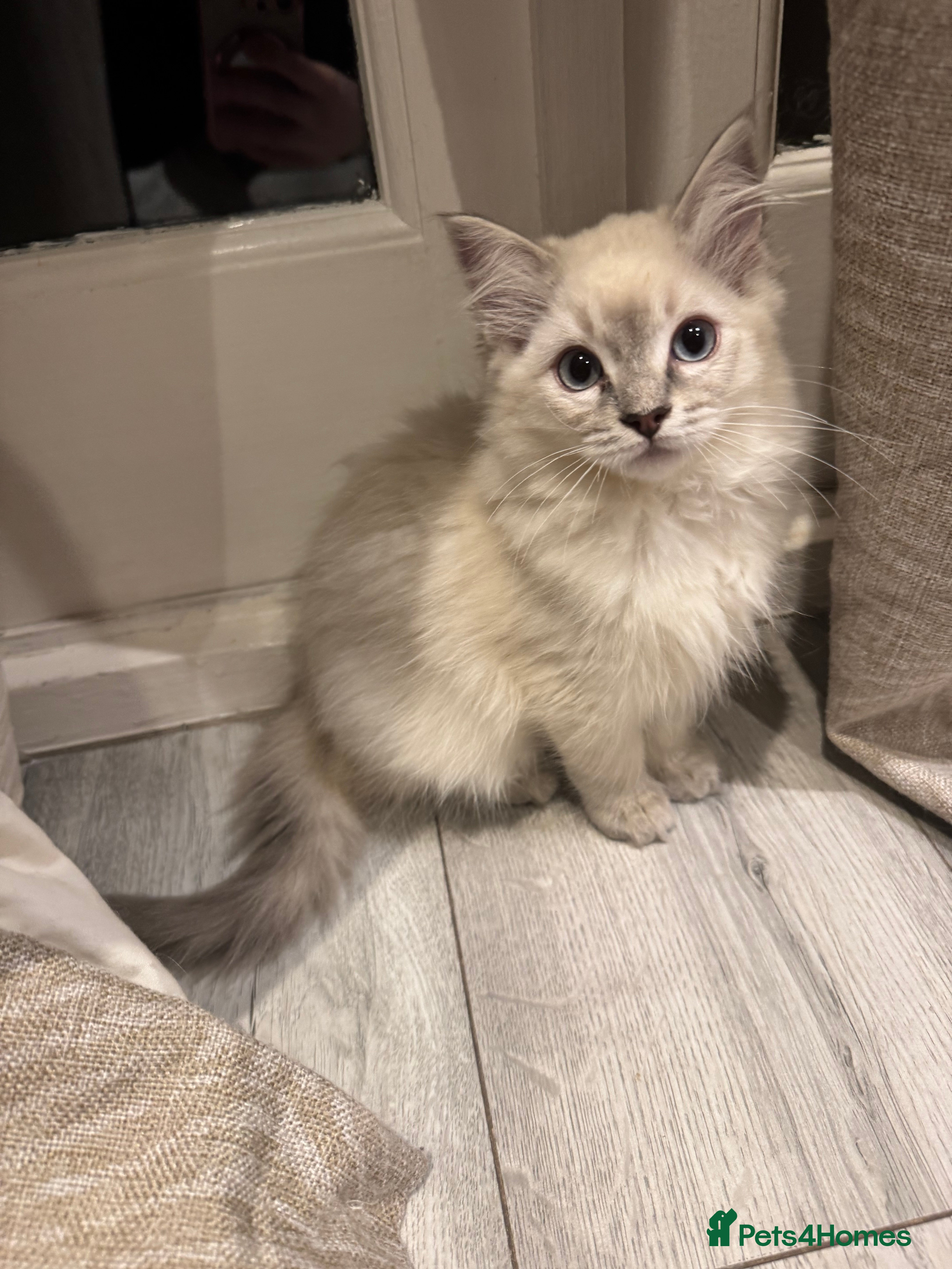 Ragdoll cats Ragdoll kittens  - Advert 8