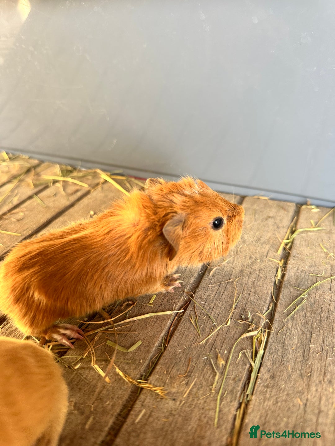 Guinea Pig rodents for sale: 3 Pups for sale - 2 boars, 1 sow - Advert 4