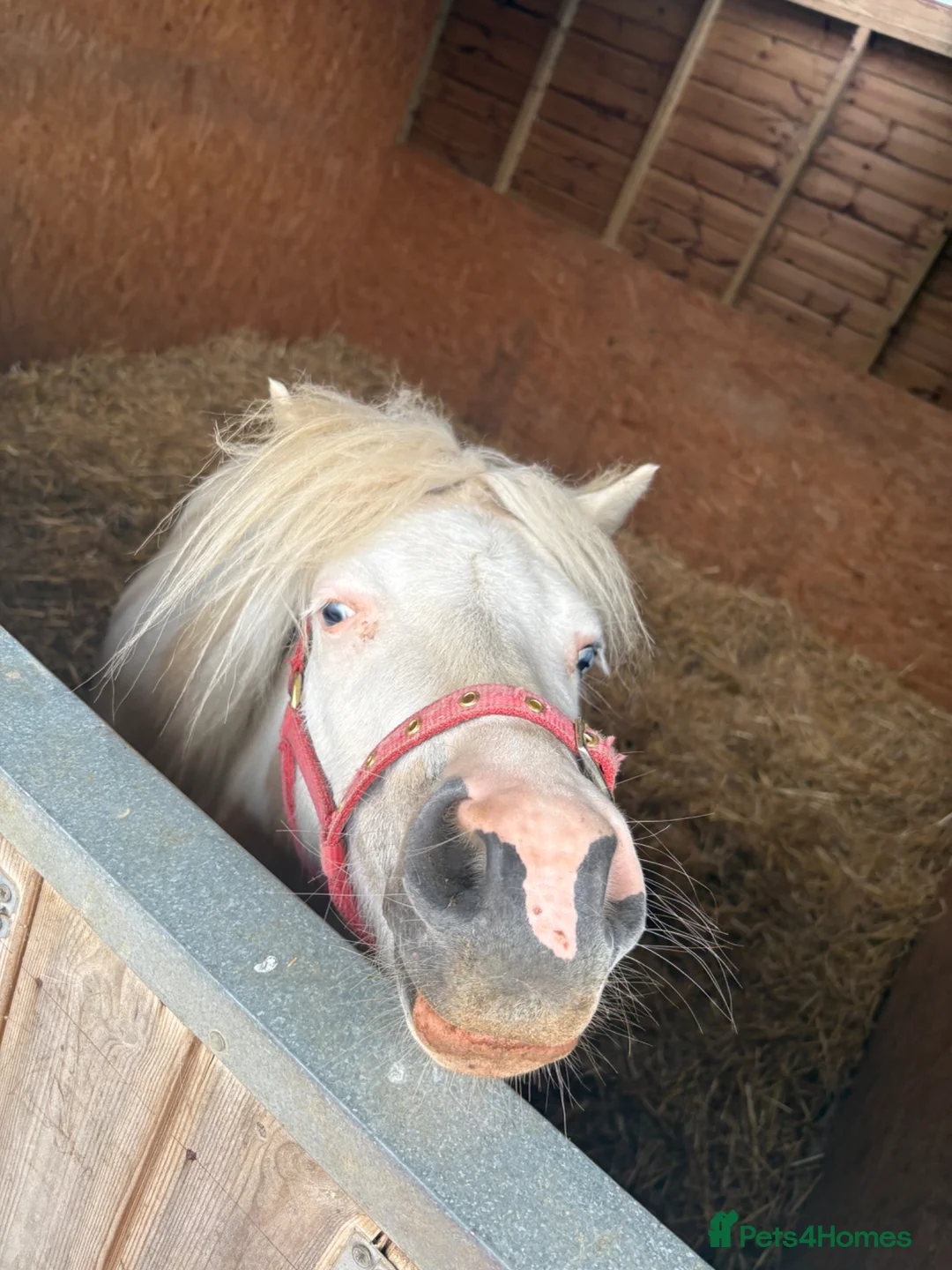 Shetland pony horses for sale: Woody in Evesham - Advert 2