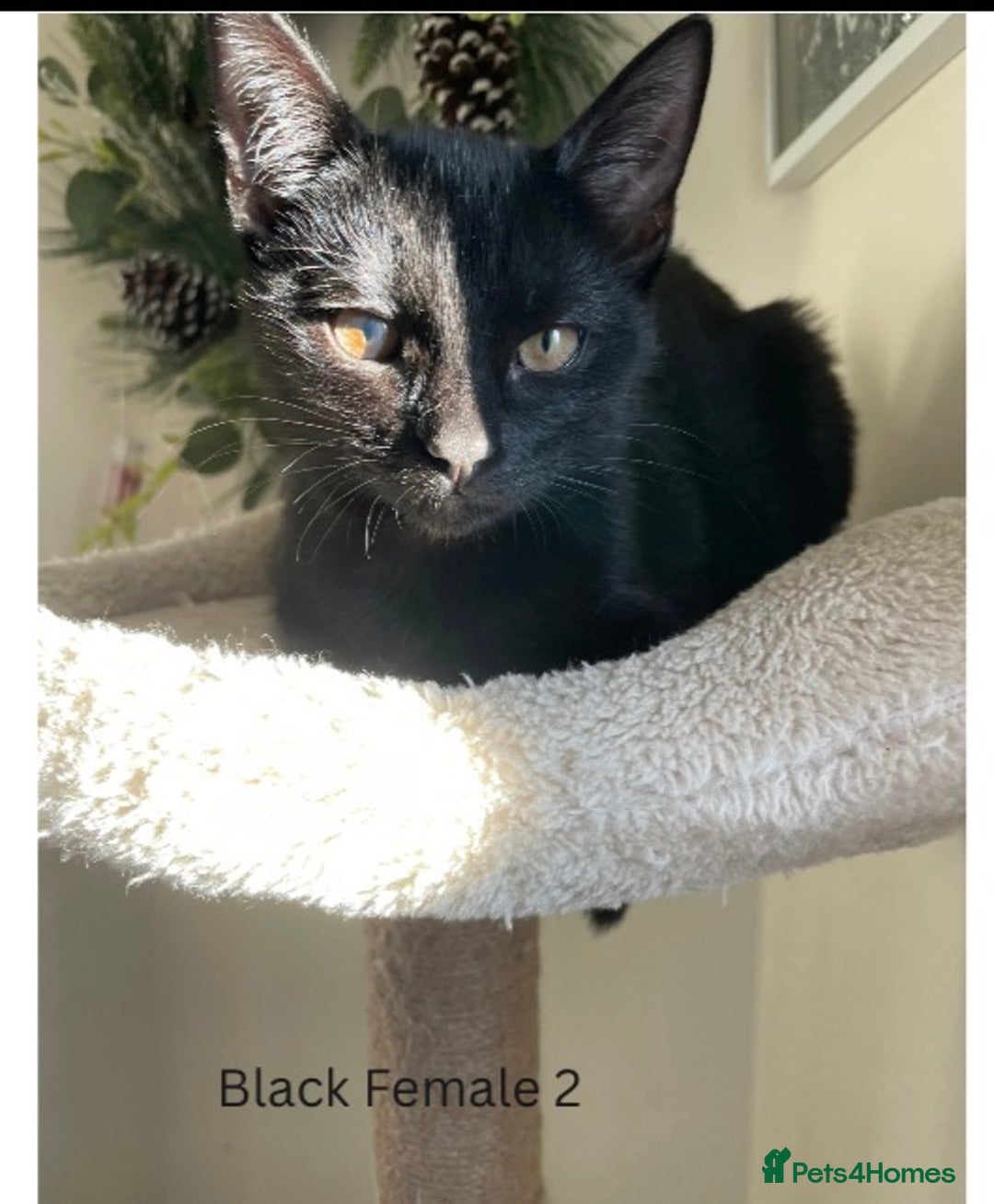 Mixed Breed cats for sale: Adorable 5 mixed breed kitties  - Advert 3