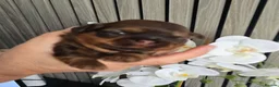 Shih Tzu dogs for sale: Stunning Imperial Shihtzu Puppies  - Advert 2