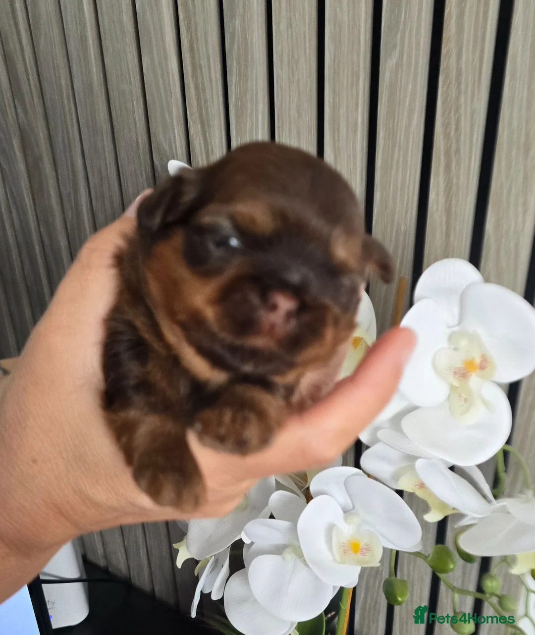 Shih Tzu dogs for sale: Stunning Imperial Shihtzu Puppies  - Advert 2