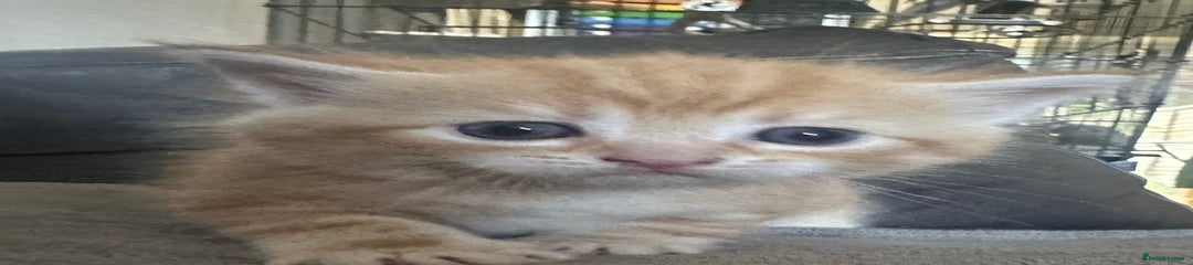 British Shorthair Kitten 2