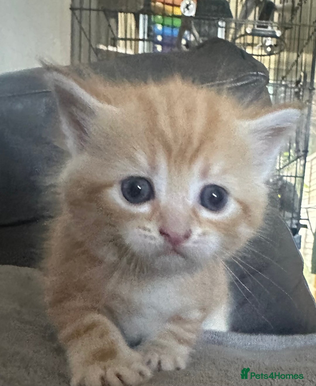 British Shorthair cats for sale: Kittens  - Image 2