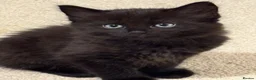 Mixed Breed cats for sale: My Four Adorable Kittens - Advert 5