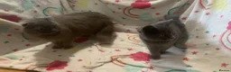 Scottish Fold cats for sale: Lovely & Energetic, Blue Scottish Straight Kitten! - Advert 13