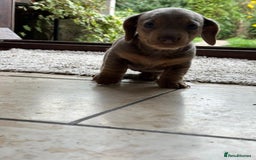 Miniature Dachshund dogs for sale: Mini short/long coat crossed dachshund  - Image 3