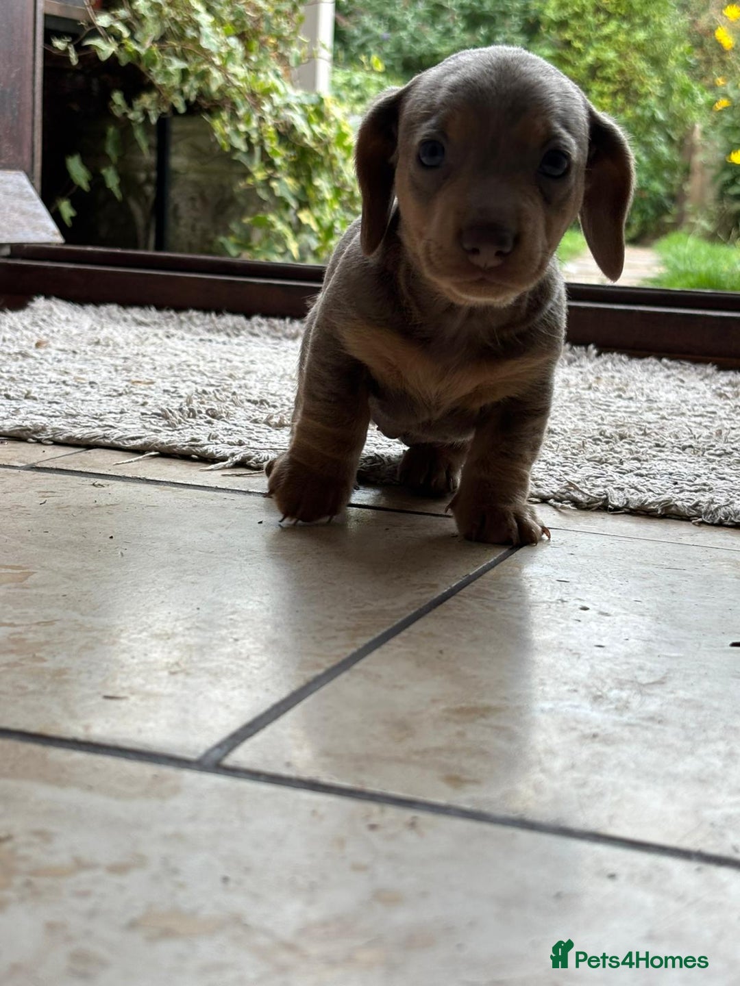 Miniature Dachshund dogs for sale: Mini short/long coat crossed dachshund  - Image 3