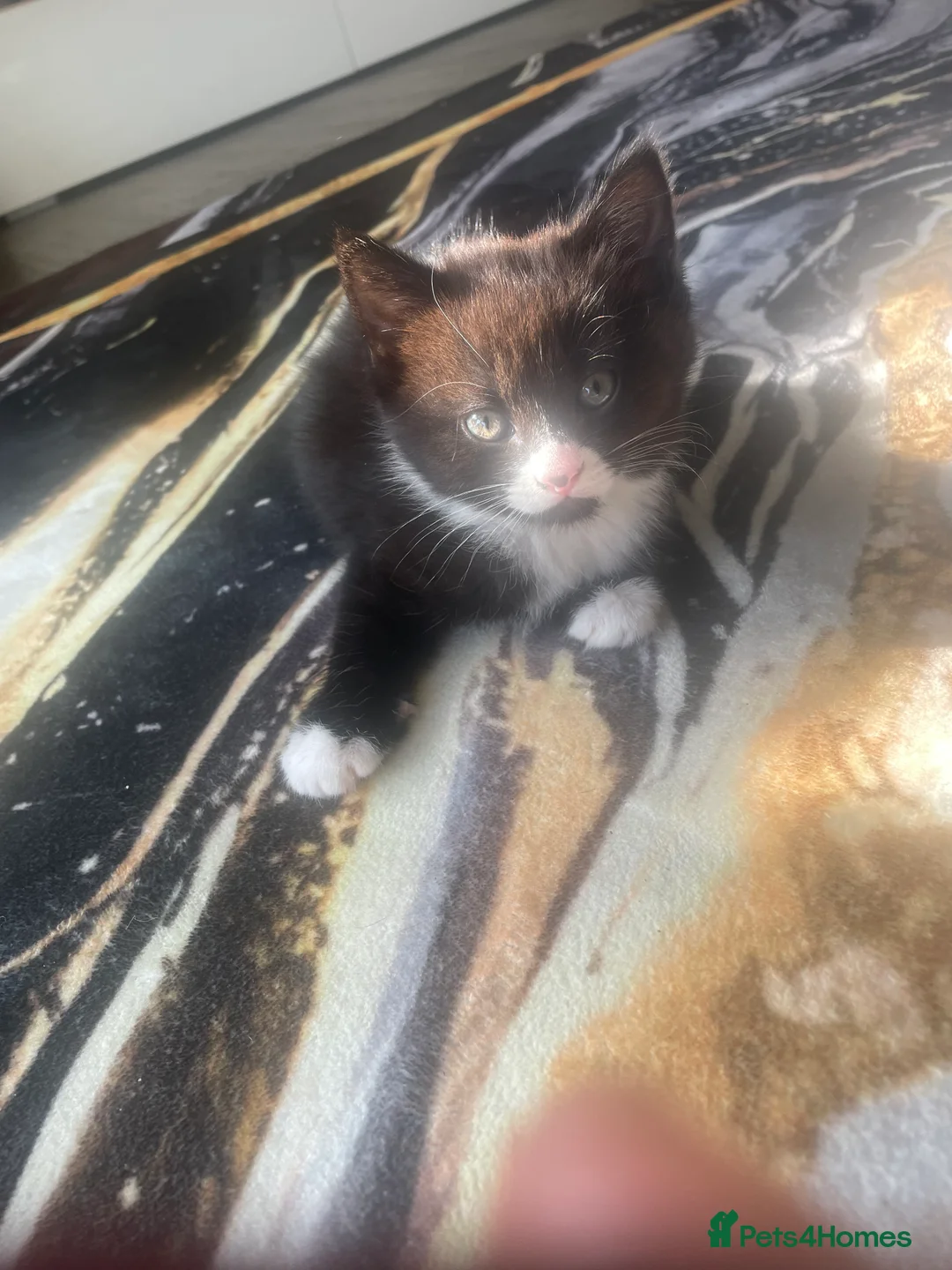 Mixed Breed cats for sale: 3 kittens for sale in Evesham - Advert 2