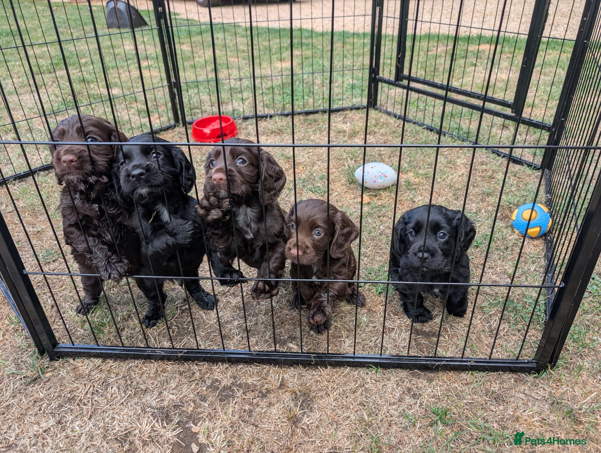 Cocker Spaniel dogs Gamekeeper bred working cockers - Advert 11