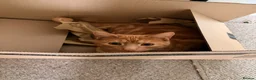 Mixed Breed cats for sale: Lovely black and ginger cat   - Advert 2