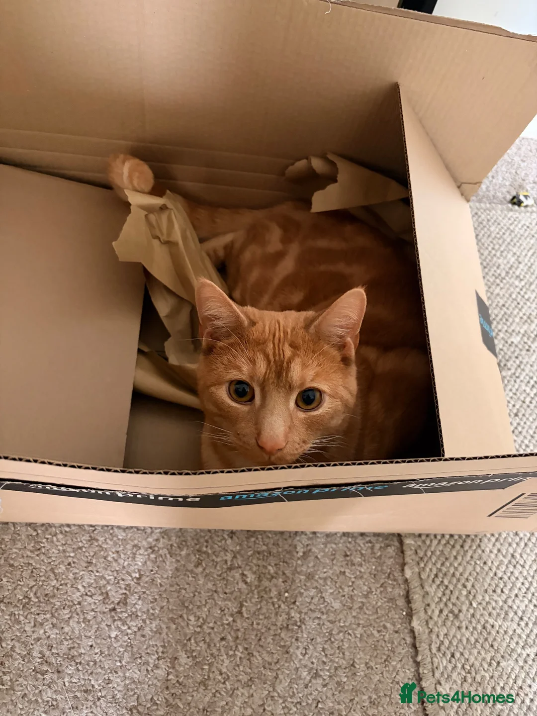 Mixed Breed cats for sale: Lovely black and ginger cat   - Advert 2