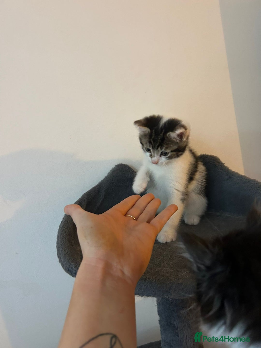 British Shorthair cats for sale: Last beautiful baby left! - Image 3