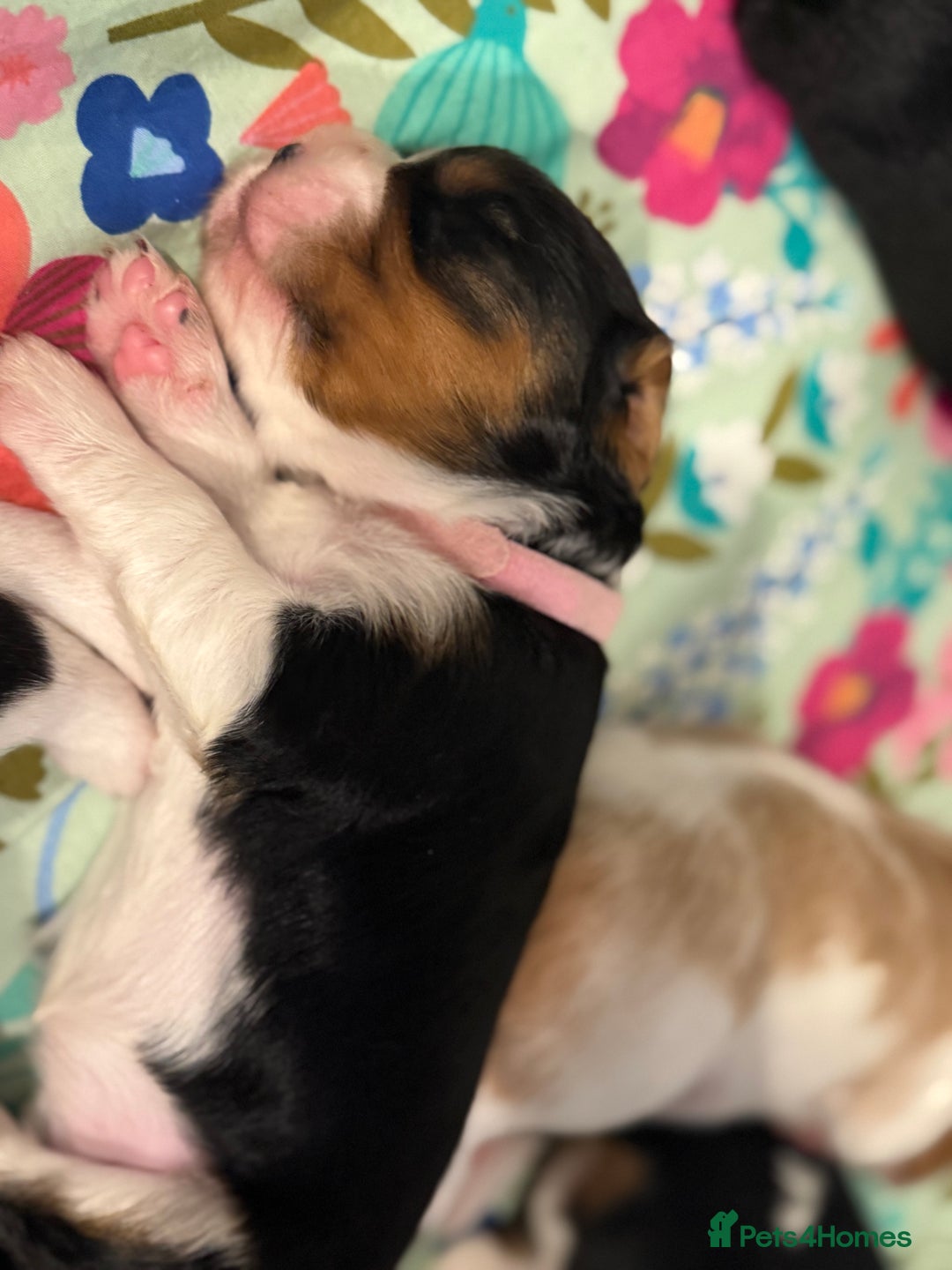Beaglier dogs for sale: Beautiful Girl Puppies Looking for Loving Homes - Advert 2
