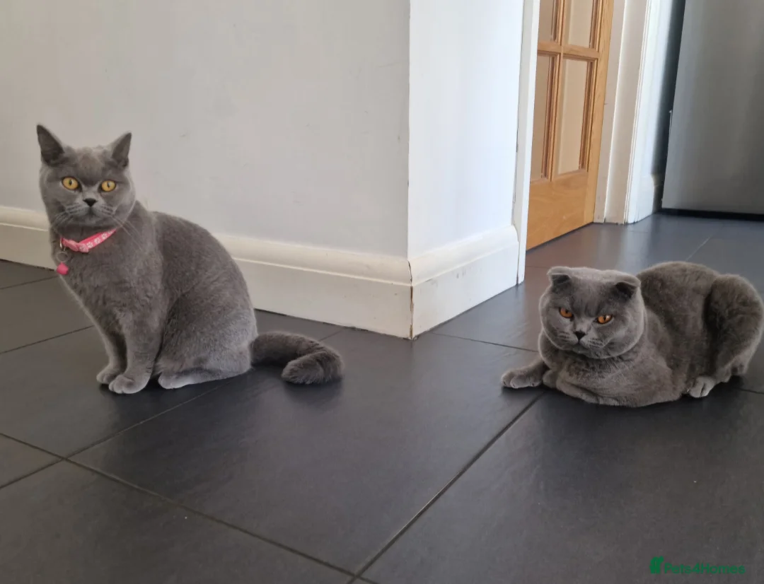 Scottish Fold cats for stud: Scottish Fold Stud  in London - Advert 6