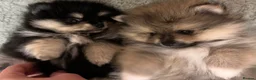 Pomeranian dogs for sale: Pomeranian puppies - Advert 1