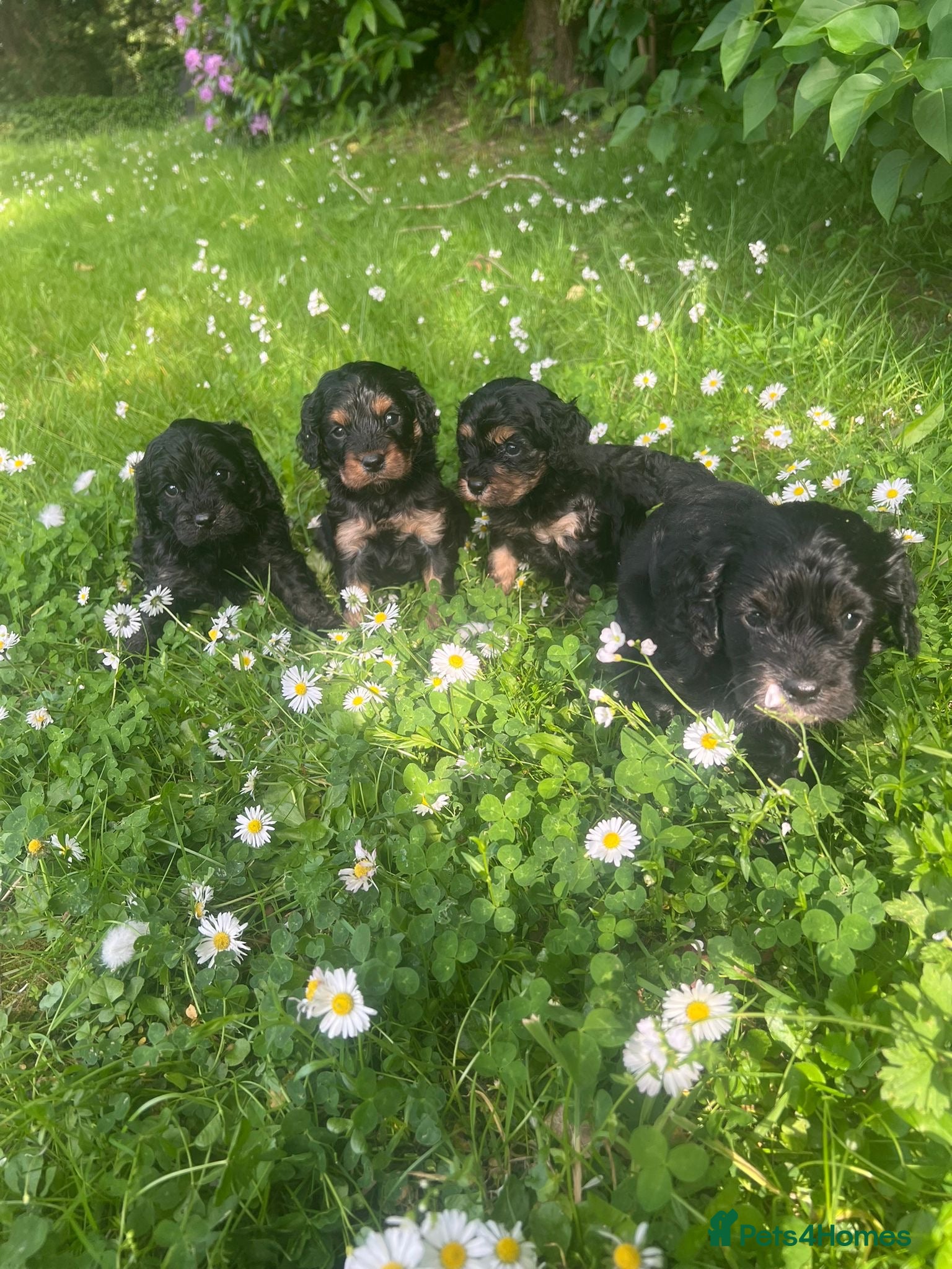 Cavapoo dogs Adorable Cavapoo puppies - Advert 9
