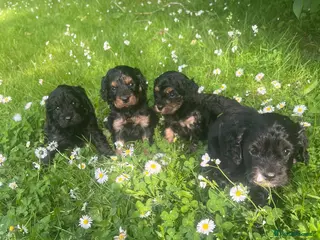 Cavapoo dogs Adorable Cavapoo puppies - Advert 9