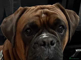 Boxer dogs Boxer for stud - Advert 1