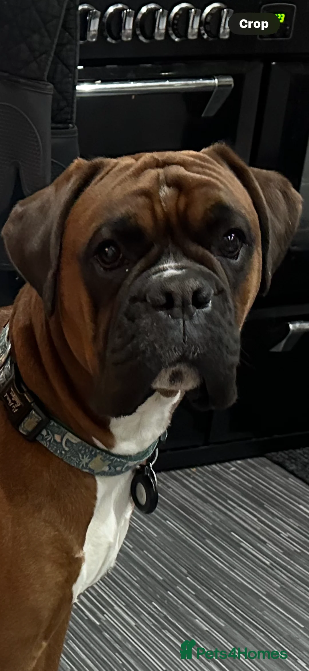 Boxer dogs for stud: Boxer for stud - Advert 1