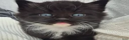 Mixed Breed cats for sale: Beautiful Tame Friendly Kittens for sale - Advert 12