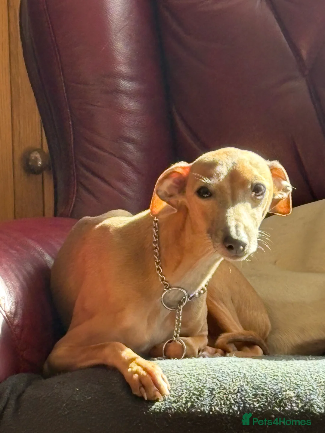 Italian Greyhound dogs for stud: KC Italian Greyhound available for stud in Eastbourne - Advert 2