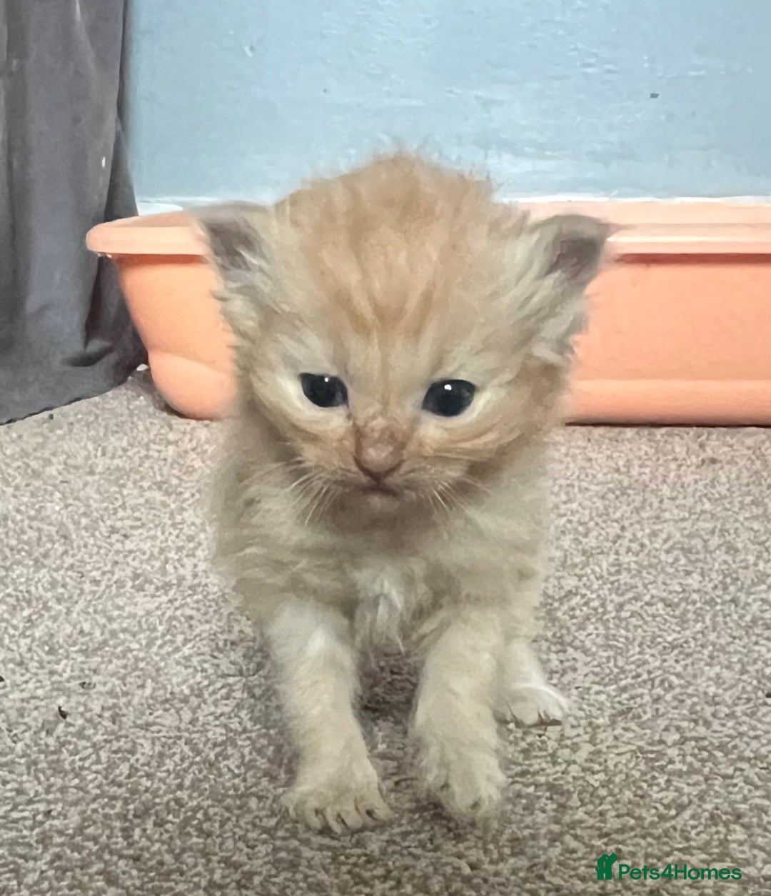 Mixed Breed cats for sale: Half Ragdoll Kittens - Image 2