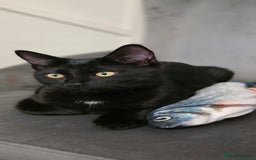 Mixed Breed cats for sale: Ragdoll cross male kitten - Image 4