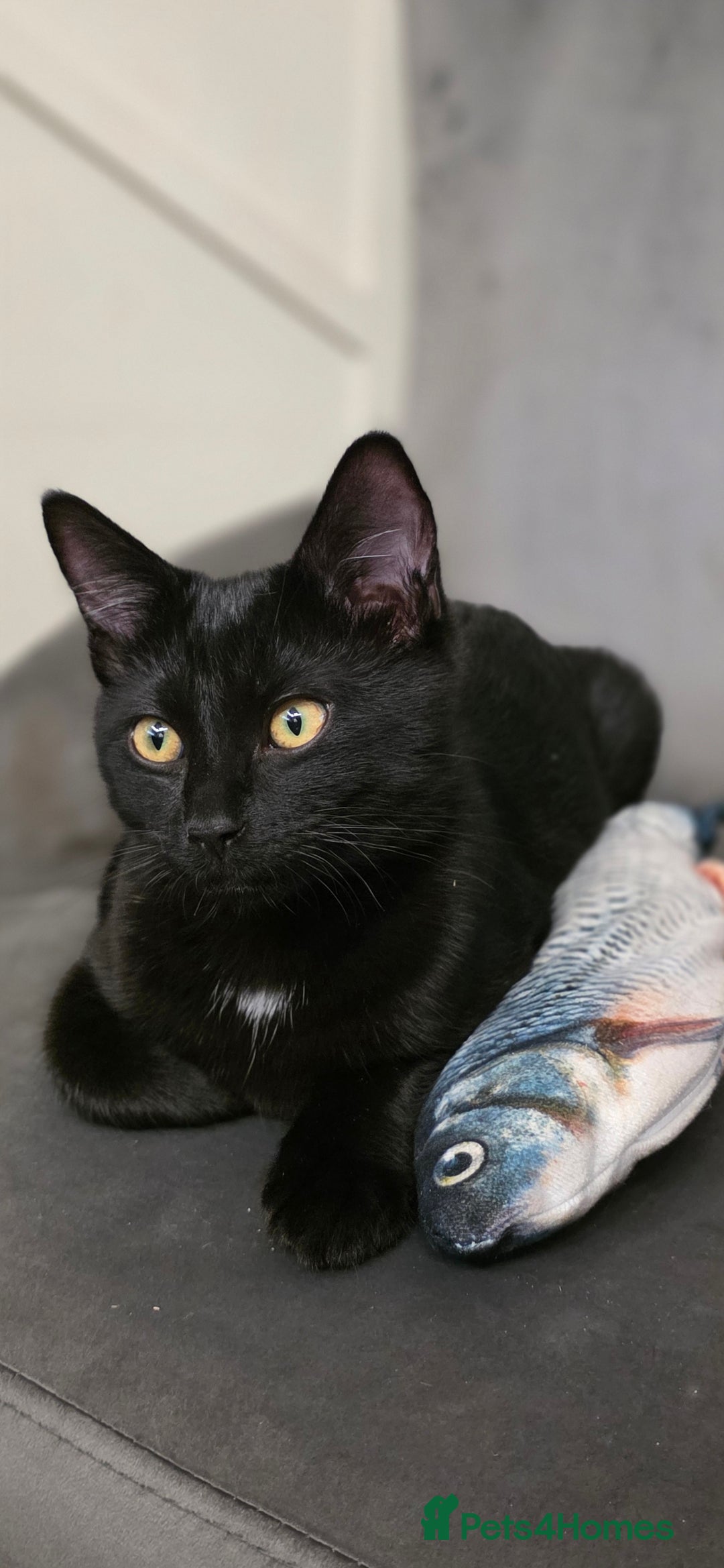 Mixed Breed cats for sale: Ragdoll cross male kitten - Image 4