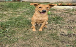 Mixed Breed dogs for adoption: 💙🐶 ARCHIE AND ARNY🐶💙 - Image 24