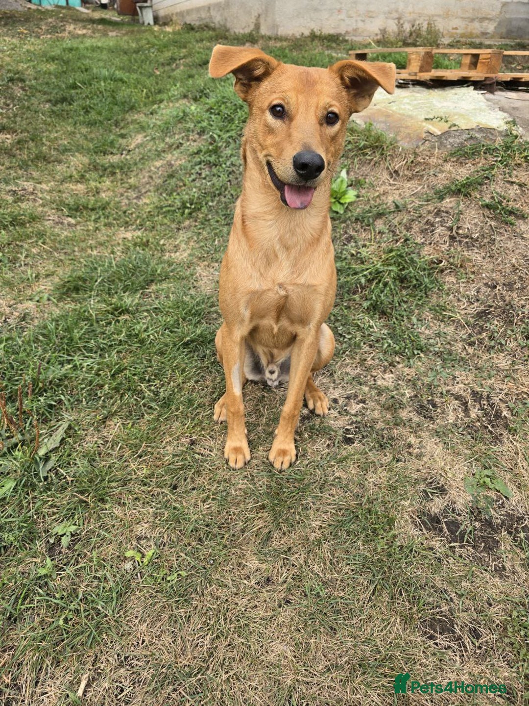 Mixed Breed dogs for adoption: 💙🐶 ARCHIE AND ARNY🐶💙 - Image 24