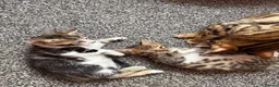 Mixed Breed cats for sale: Mixed bengal  - Advert 9