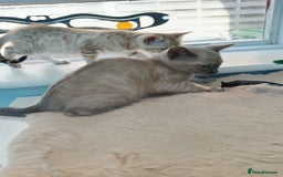 Bengal cats for sale: Tica RG Blue silver snows - Image 21