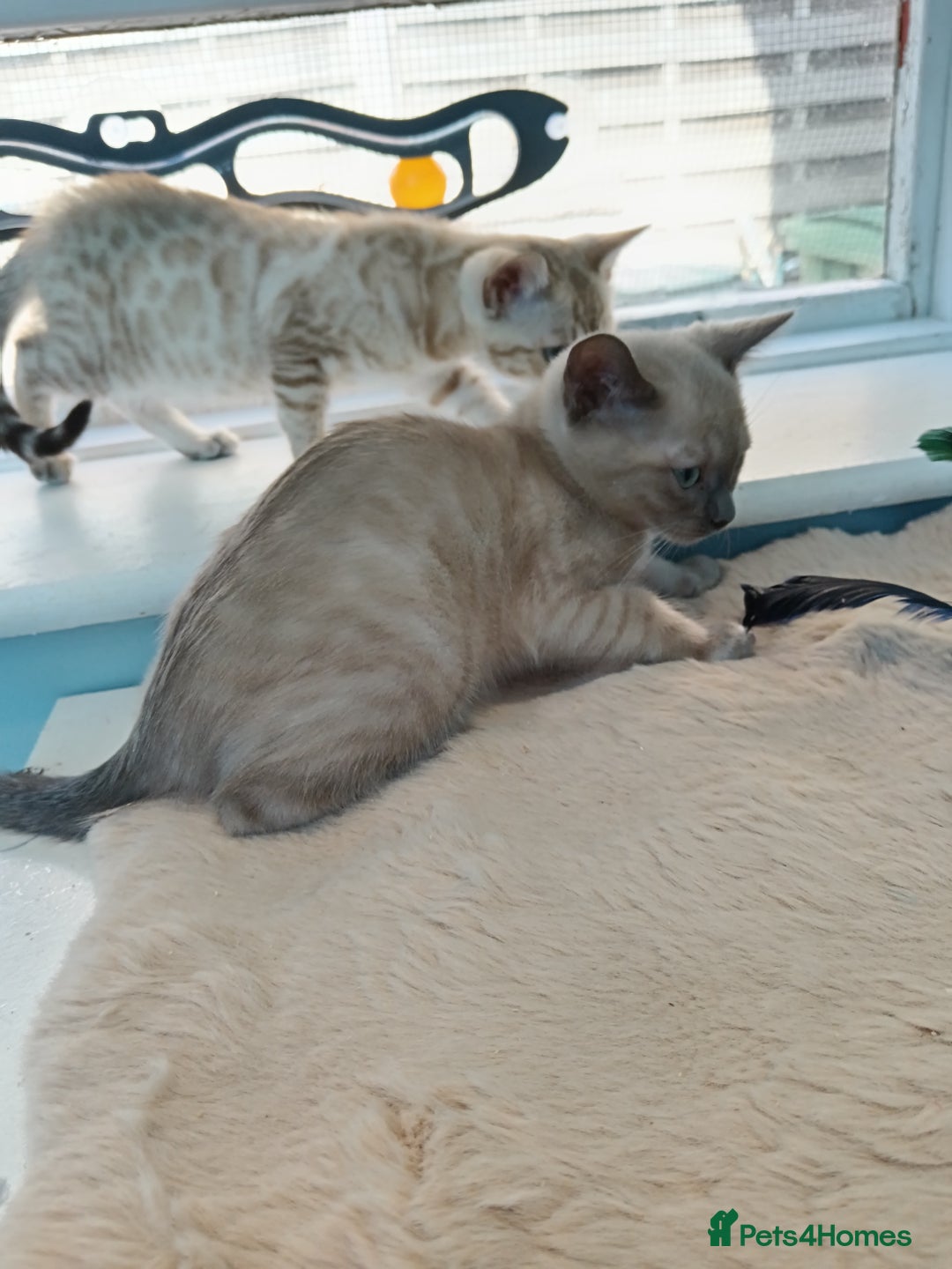 Bengal cats for sale: Tica RG Blue silver snows - Image 21