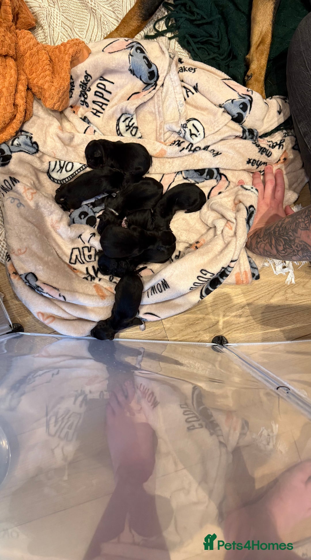 Mixed Breed dogs for sale: Rottweiler puppies - Image 2